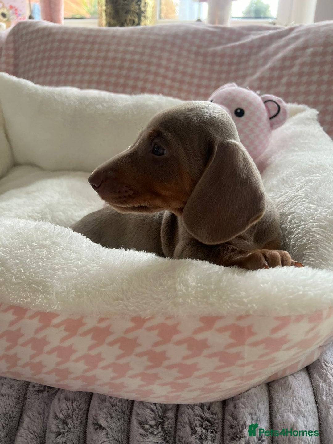 Miniature Dachshund dogs for sale: Miniature Dachshund  - Image 27