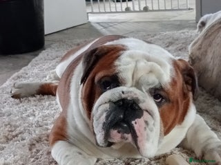 English Bulldog dogs for stud in Brighouse - Advert 2