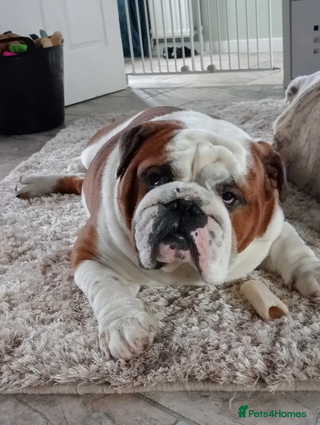 English Bulldog dogs for stud: For Stud: George (red/white) PROVEN in Brighouse - Advert 4