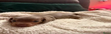 Miniature Dachshund 3