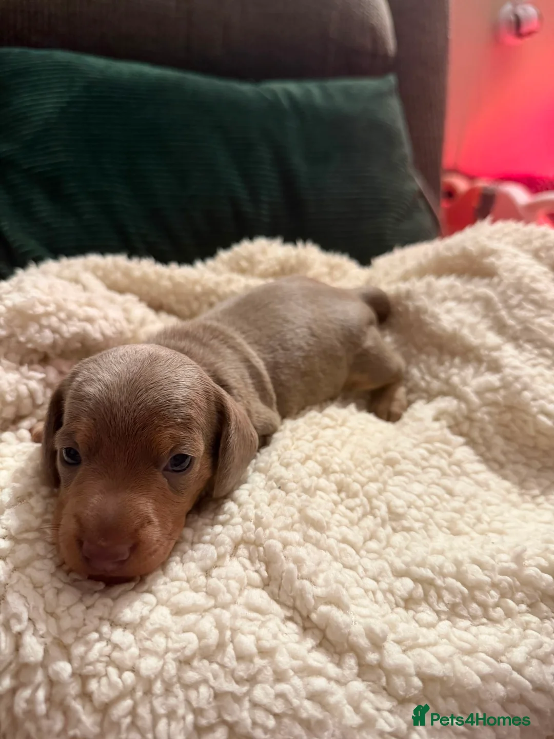 Miniature Dachshund dogs for sale: Beautiful miniature dachshund puppies  in Durham - Advert 2