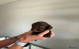 Cocker Spaniel dogs for sale: Working Cocker spaniel puppies  - Image 27