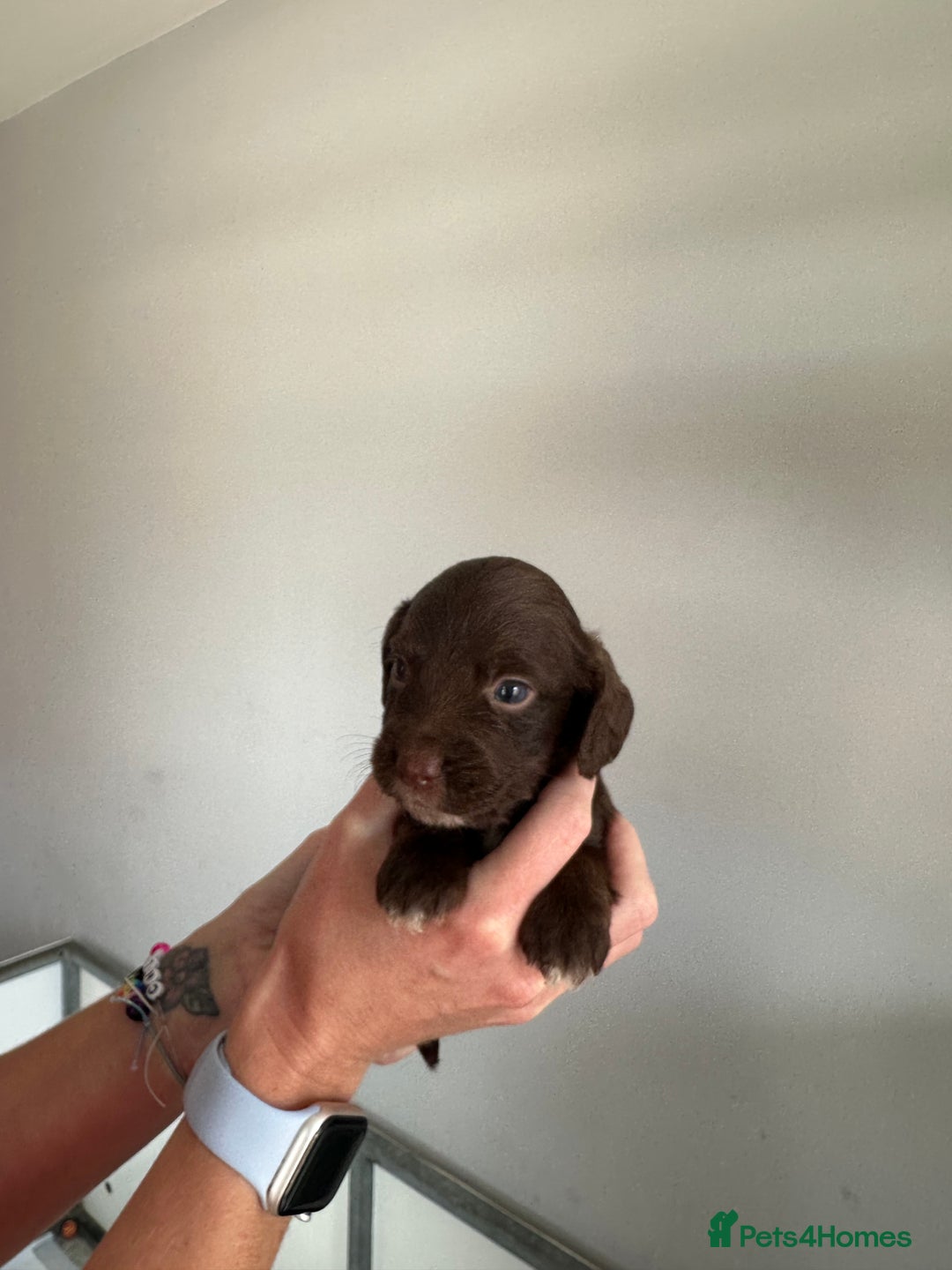 Cocker Spaniel dogs for sale: Working Cocker spaniel puppies  - Image 27