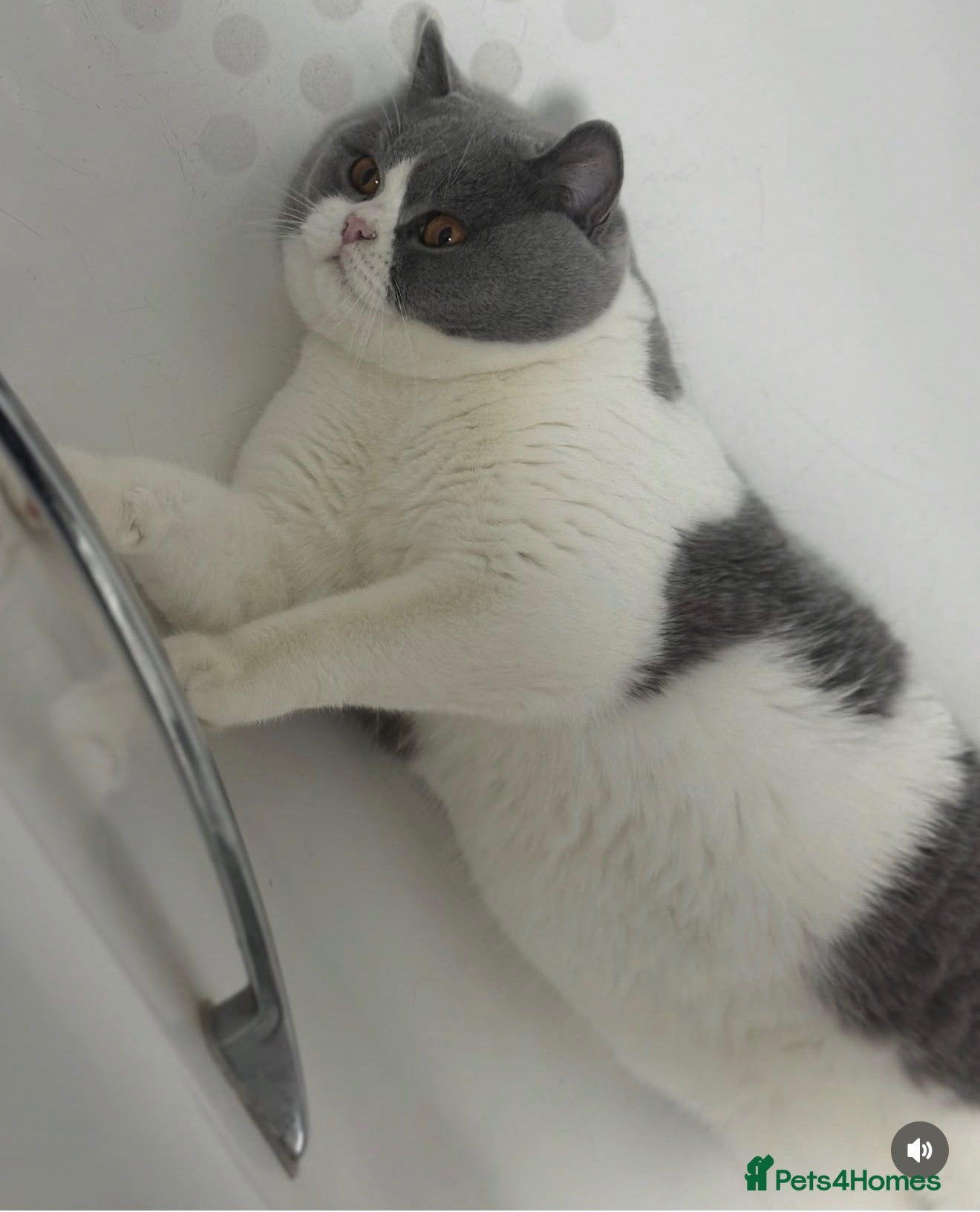 British Shorthair cats Bi Colour British Shorthair Kittens, Exc Pedigree  - Advert 15