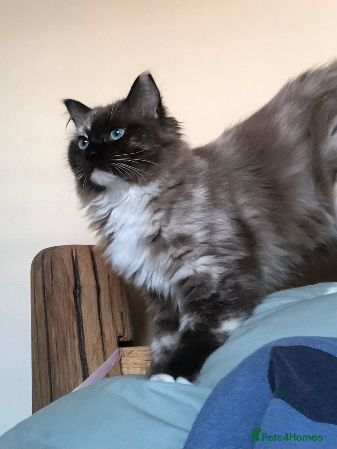 Ragdoll cats for sale: Tica reg seal sepia Cherubim Ragdoll year old girl - Advert 8
