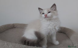Ragdoll cats for sale: RAGDOLLS BOYS BICOLOUR VACCINATED MICROCHIPED  - Image 36