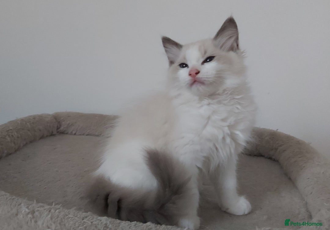 Ragdoll cats for sale: RAGDOLLS BOYS BICOLOUR VACCINATED MICROCHIPED  - Image 36