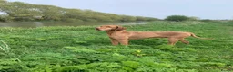 Hungarian Vizsla dogs for sale: Hungarian Wire haired Vizsla Puppies - Advert 7