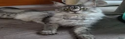 Maine Coon cats for sale: Maine coon kittens  - Advert 32