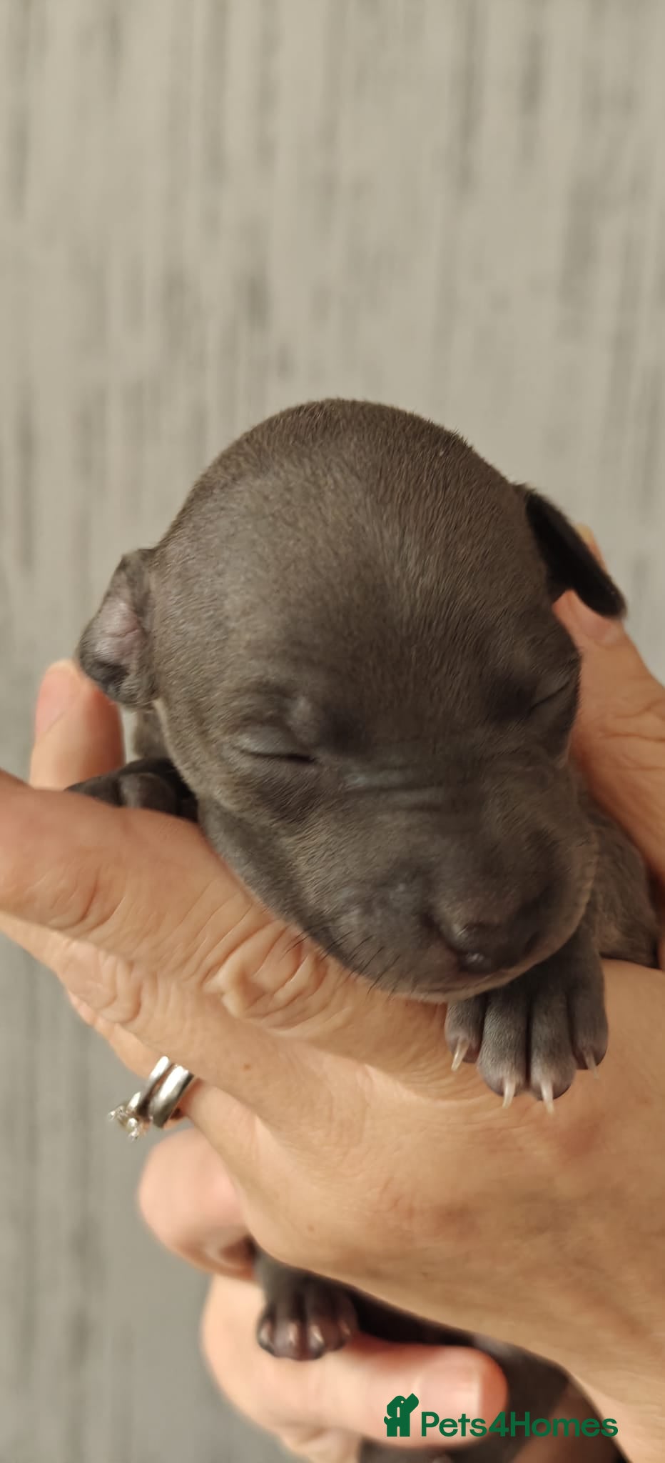 Italian Greyhound dogs KC Registered - European Lineage - Health Tested  in Derby - Advert 10