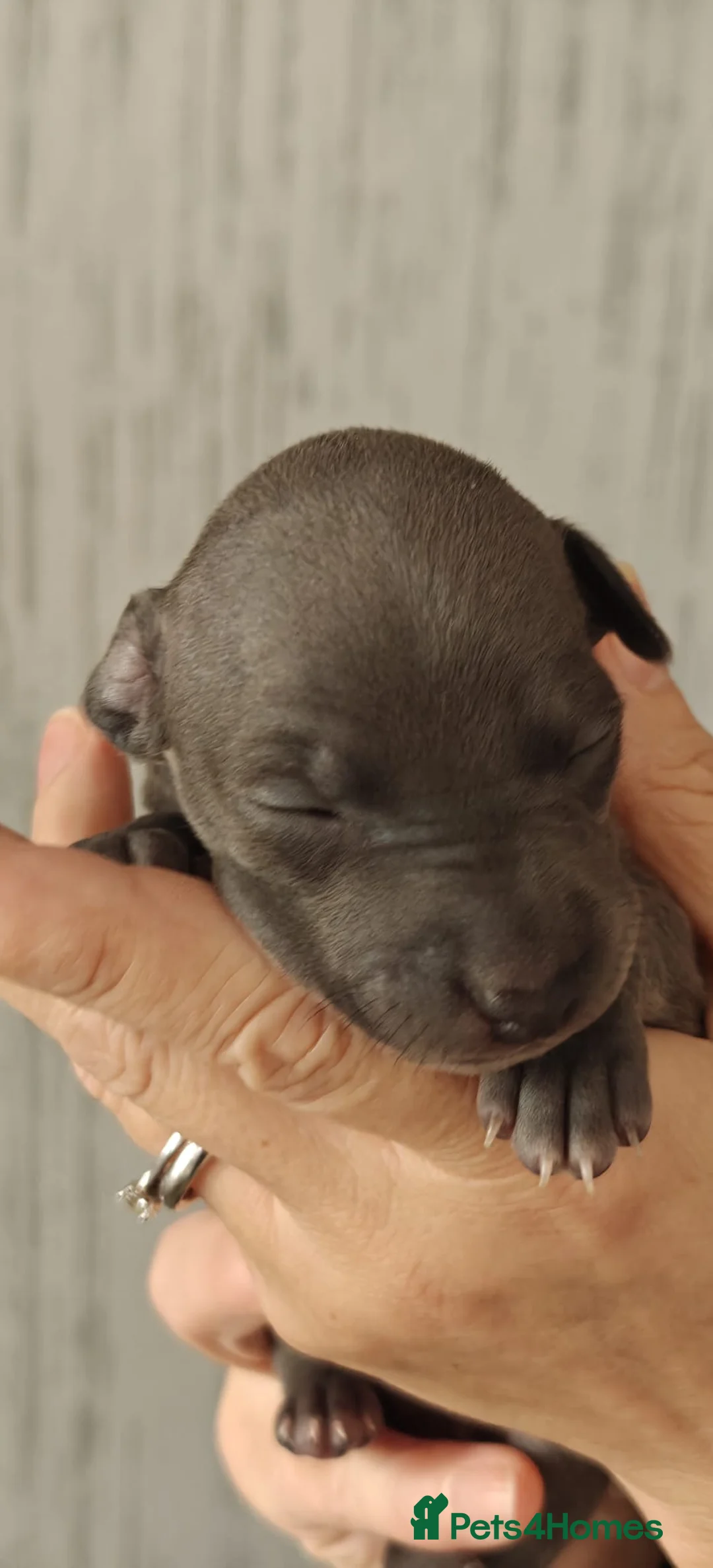 Italian Greyhound dogs for sale: KC Registered - European Lineage - Health Tested  - Advert 1