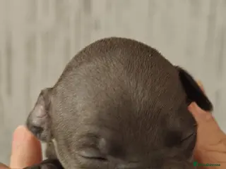 Italian Greyhound dogs KC Registered - European Lineage - Health Tested in Derby - Advert 10