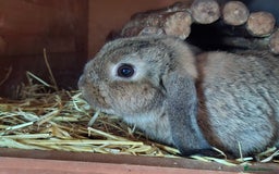 Mixed Breed rabbits for sale: Last Minilop, lionhead, mixed breed baby rabbits. - Image 7