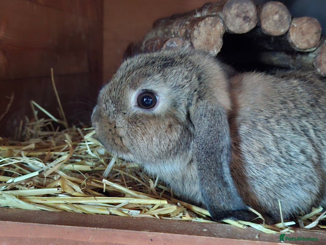 Mixed Breed rabbits for sale: Last Minilop, lionhead, mixed breed baby rabbits. - Image 7