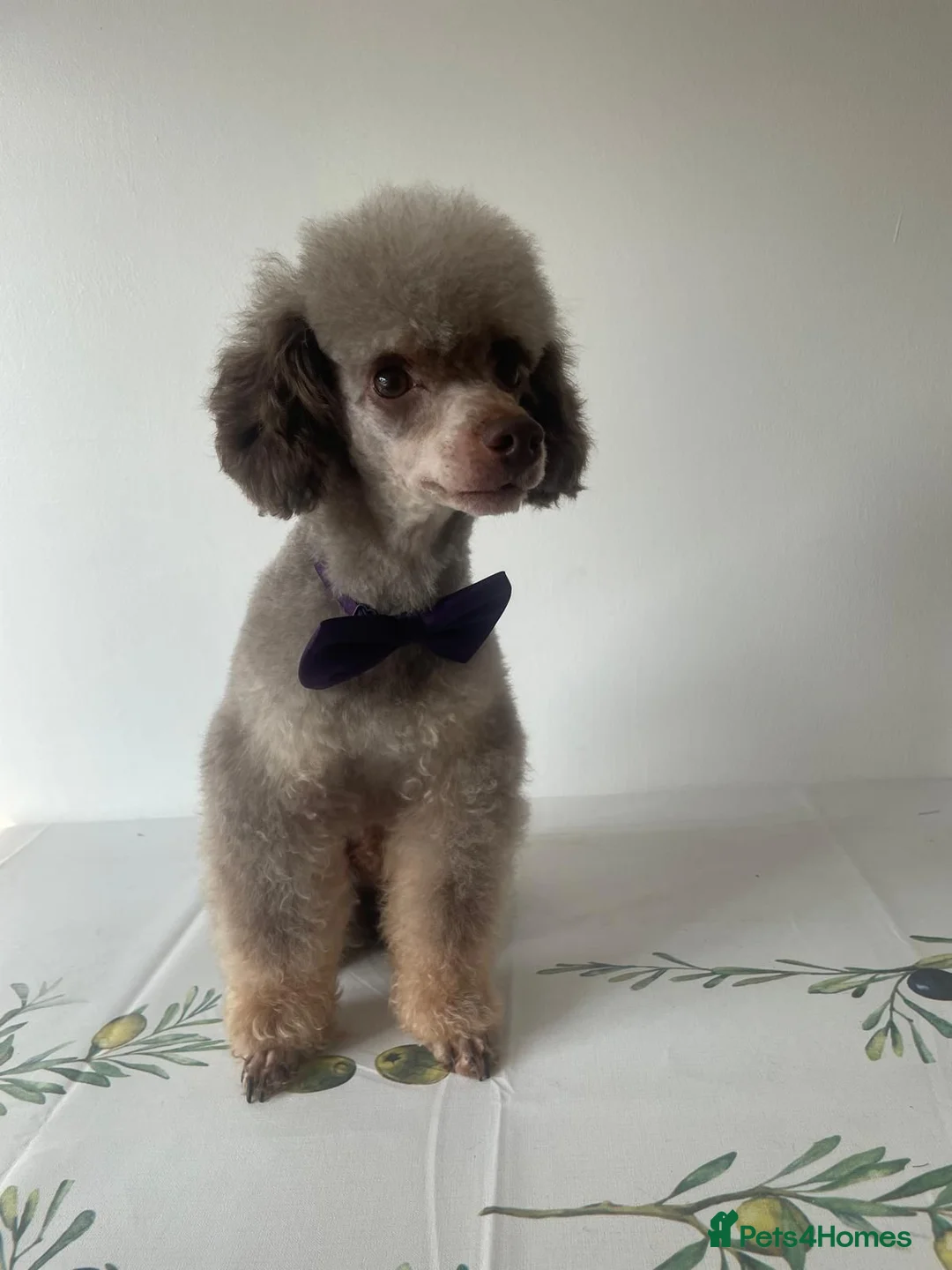 Cockapoo dogs for sale: F1b toy Cockapoo's waiting list - Advert 6