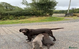 Labrador Retriever dogs for sale: Silver Labrador Puppies - KC Registered - Image 3