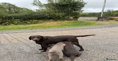 Labrador Retriever dogs - Advert 3