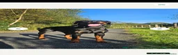 Dobermann dogs for sale: Beautiful family dobermans  - Advert 11