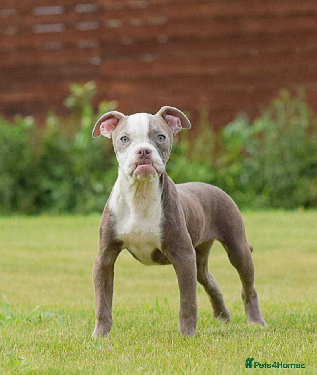 Olde English Bulldogge dogs for sale: 🛑23 YEARS🛑5⭐️APPROVED⭐️LICENSED  - Image 2