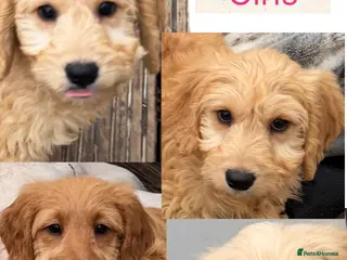 Mini Goldendoodle dogs Health-checked Happy Ladies - Advert 15