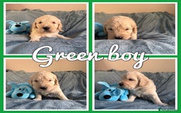 Mini Goldendoodle dogs for sale: Beautiful Family Raised F1 Mini Golden-doodles  - Image 13