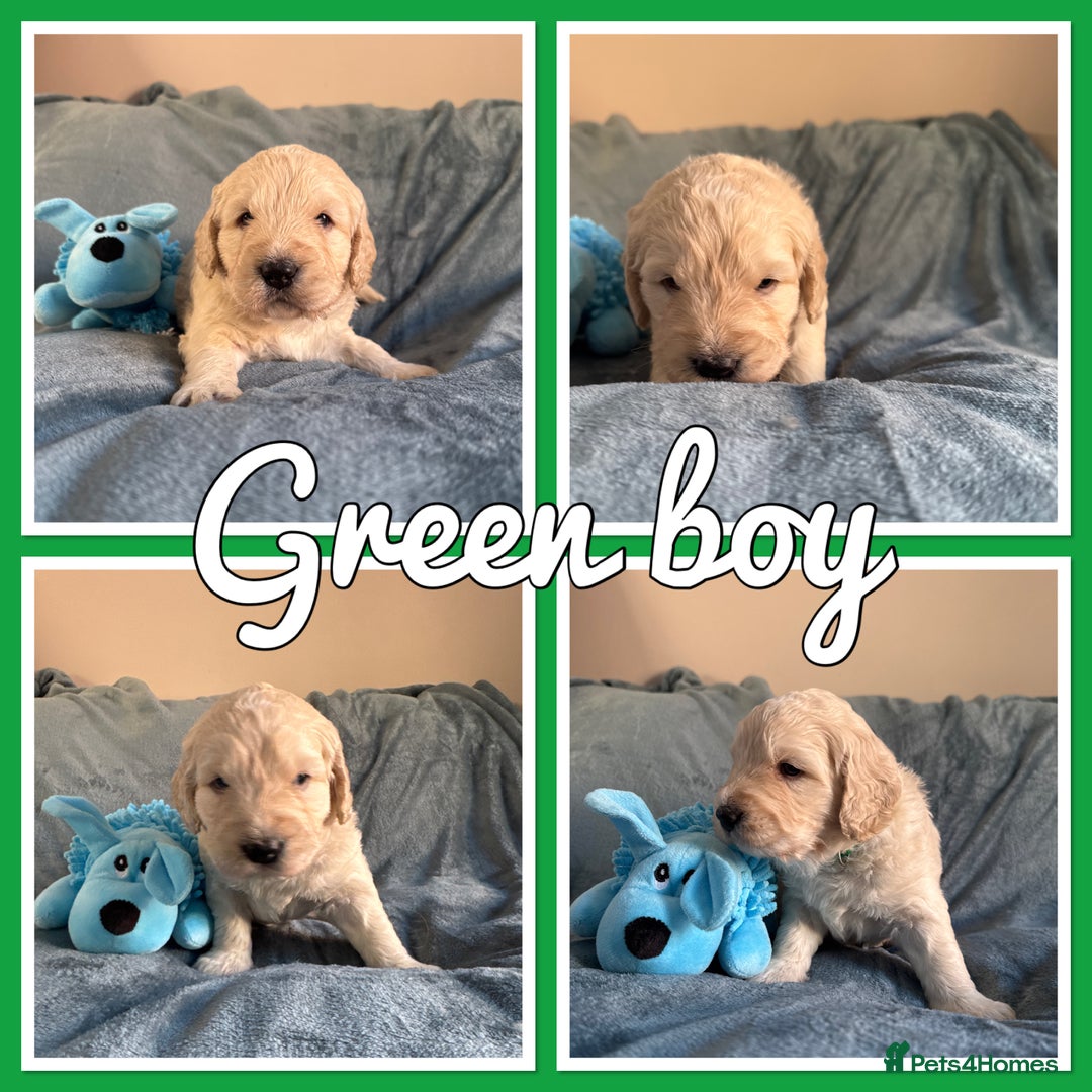 Mini Goldendoodle dogs for sale: Beautiful Family Raised F1 Mini Golden-doodles  - Image 13