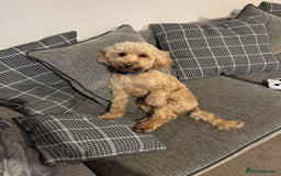 Cockapoo dogs for sale: Male 2 year old cockapoo  - Image 6
