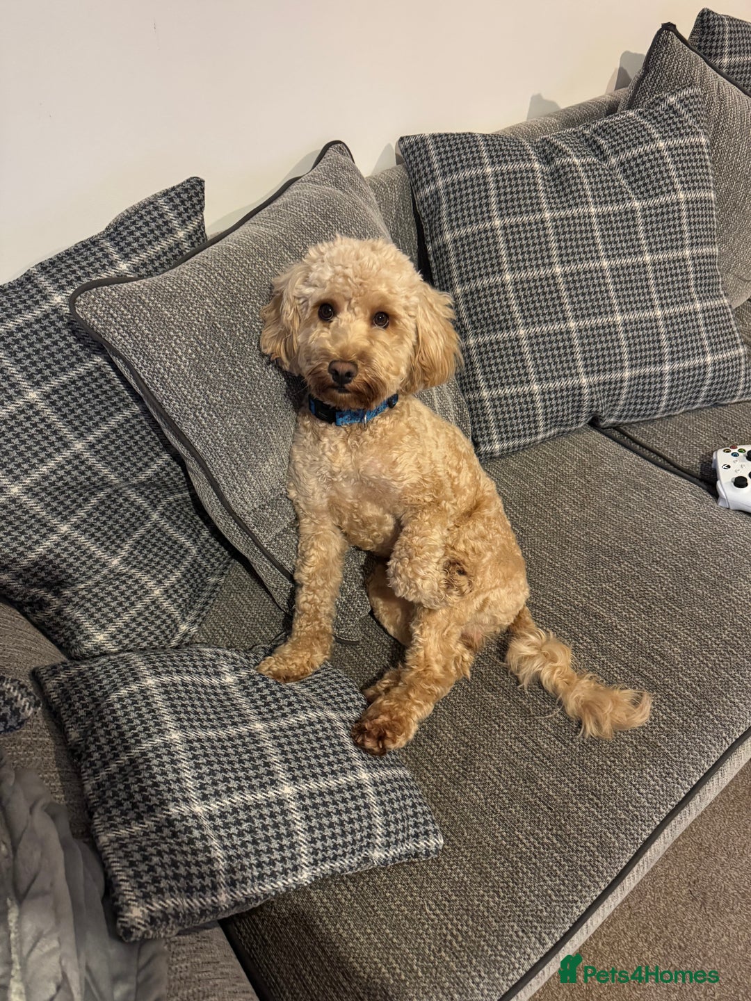 Cockapoo dogs for sale: Male 2 year old cockapoo  - Image 6