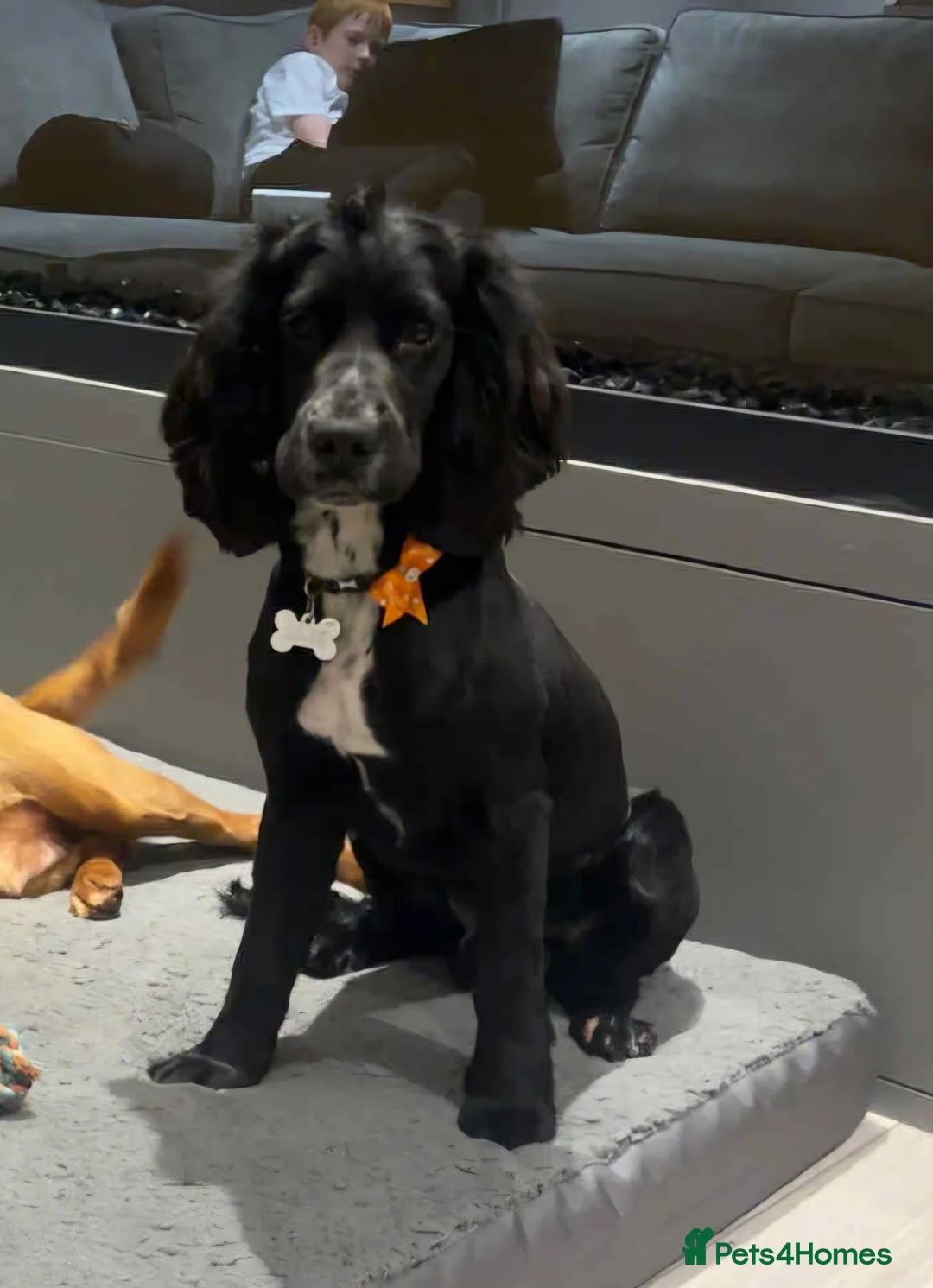 Cocker Spaniel dogs for sale: Cocker spaniel 8 month old male - Advert 1