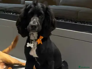 Cocker Spaniel dogs Cocker spaniel 8 month old male - Advert 2