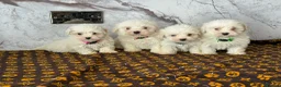 Coton De Tulear dogs for sale: Coton du tulear pups - Advert 6
