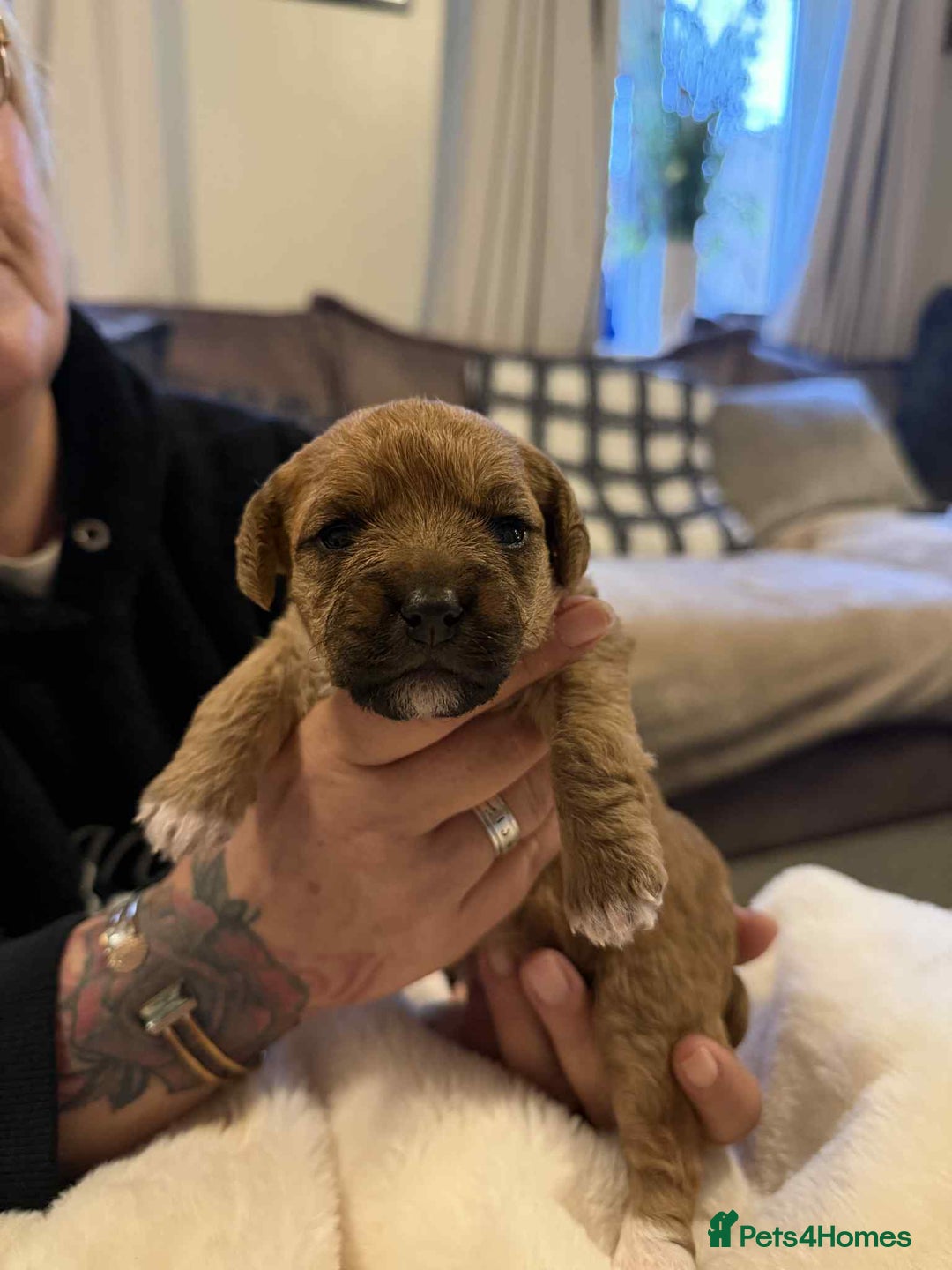 Mixed Breed dogs for sale: mother f1 cockapoo father jackapoo - Advert 2