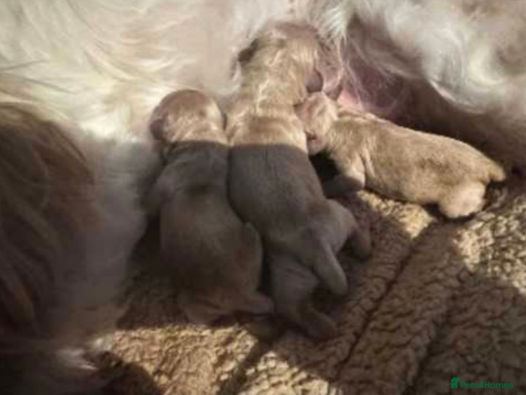 Cavapoo dogs for sale: Cavapoo Puppies - Advert 7