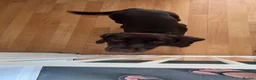 Cocker Spaniel dogs for sale: Female cocker spaniel  in Dover - Advert 3