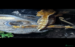 Gecko reptiles for sale: Lizards for sale - lot to choose from  in Nottingham - Image 14