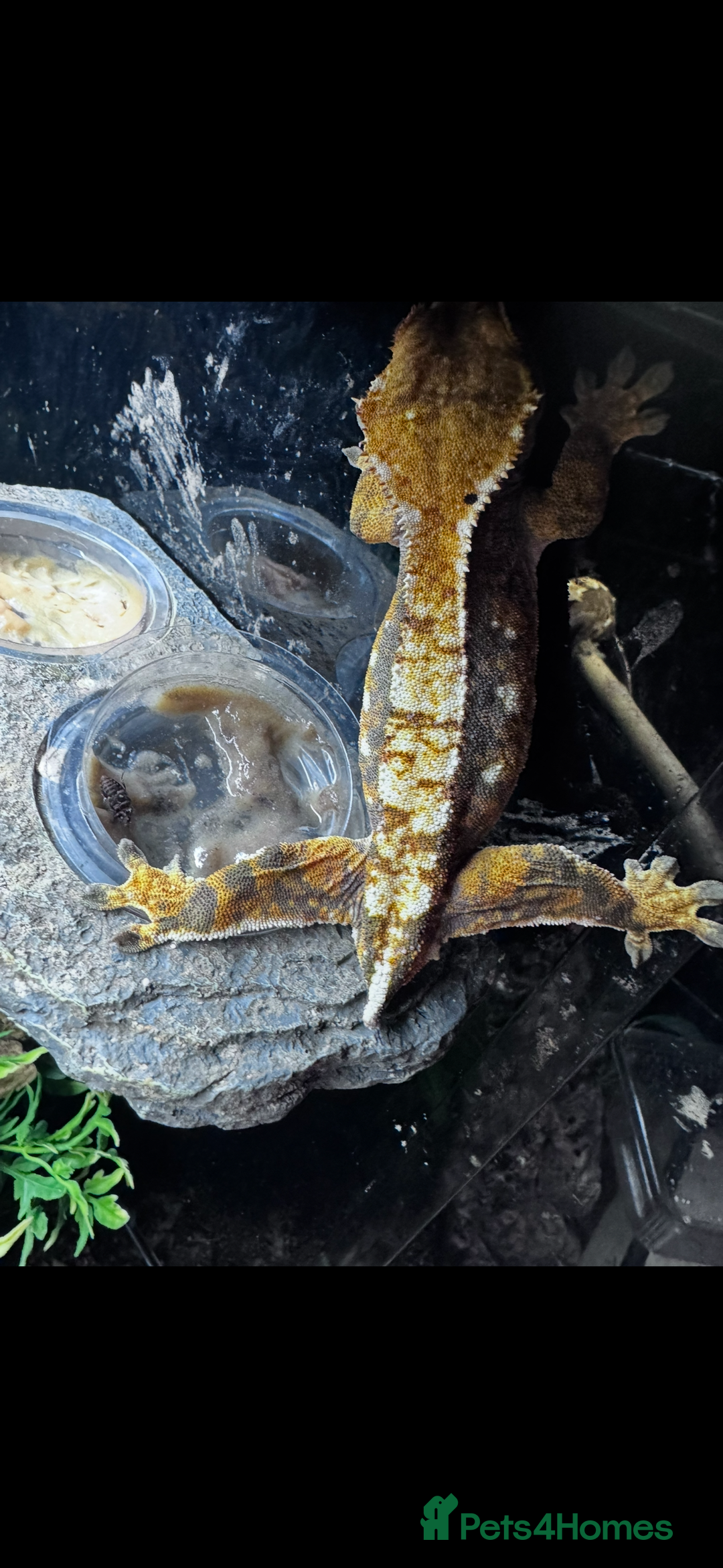 Gecko reptiles for sale: Lizards for sale - lot to choose from  in Nottingham - Image 14
