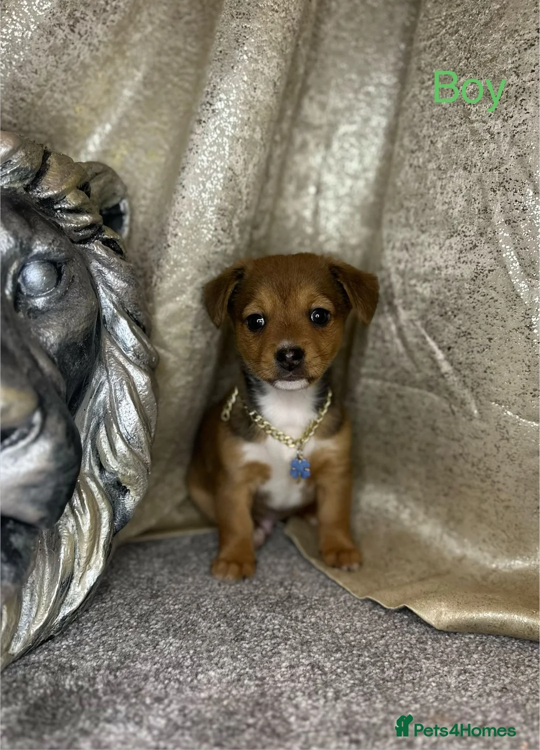 Jack Russell dogs for sale: Mini jack Russell babies - Advert 1