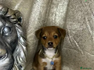 Jack Russell dogs Mini jack Russell babies - Advert 13