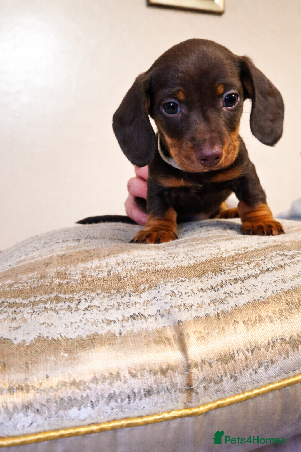 Dachshund dogs miniature dachshunds - Advert 1