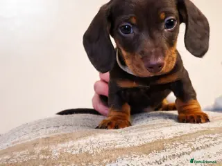 Dachshund dogs miniature dachshunds - Advert 1