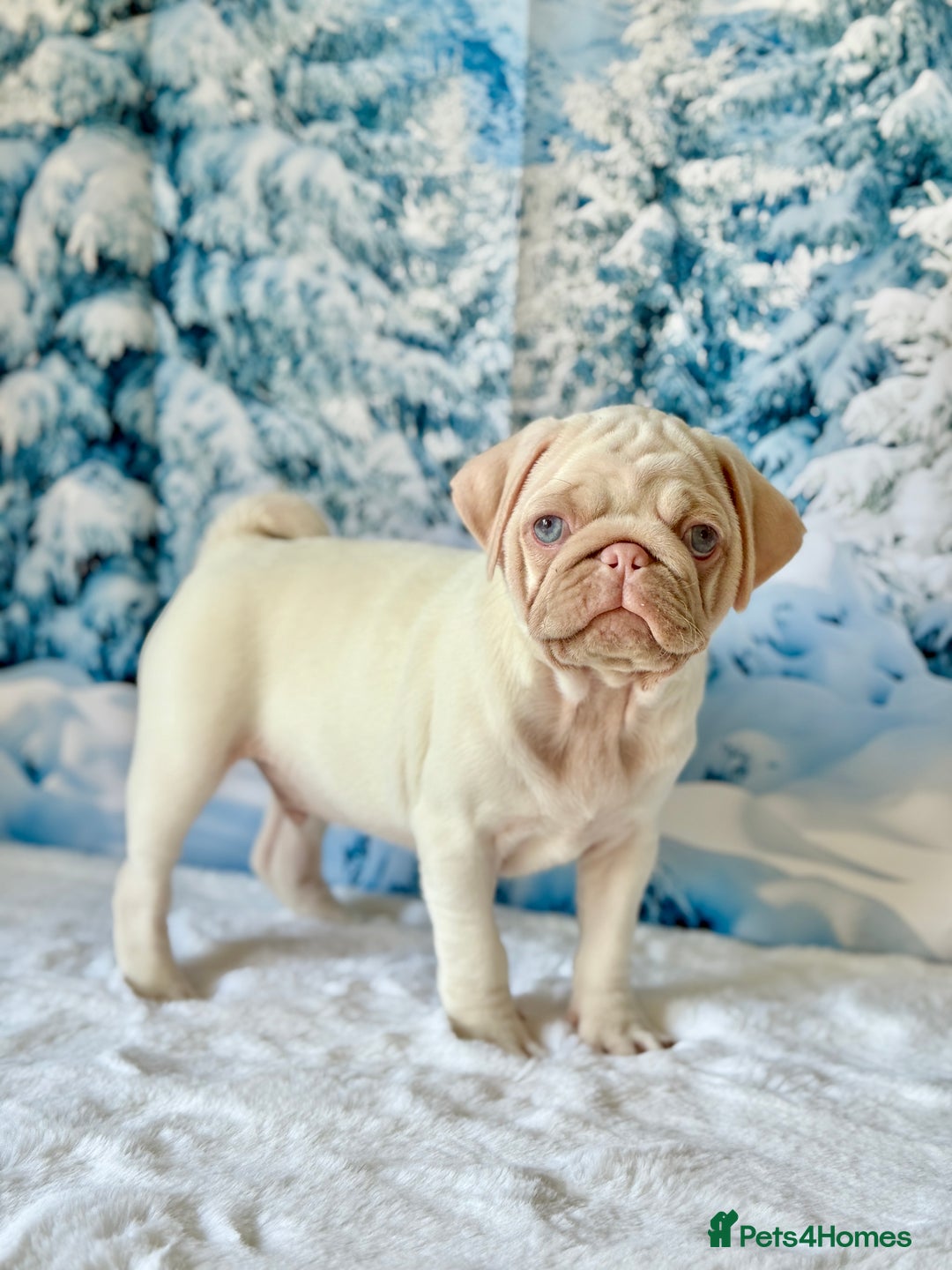 Pug dogs for sale: Pink Pug Puppies Available - Advert 9