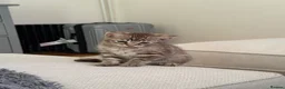 Bengal cats for sale: Beautiful Bengal x kittens  - Advert 4