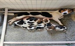 Jack Russell dogs for sale: 2 boys & 1 girl left, Ready & available from today - Image 18