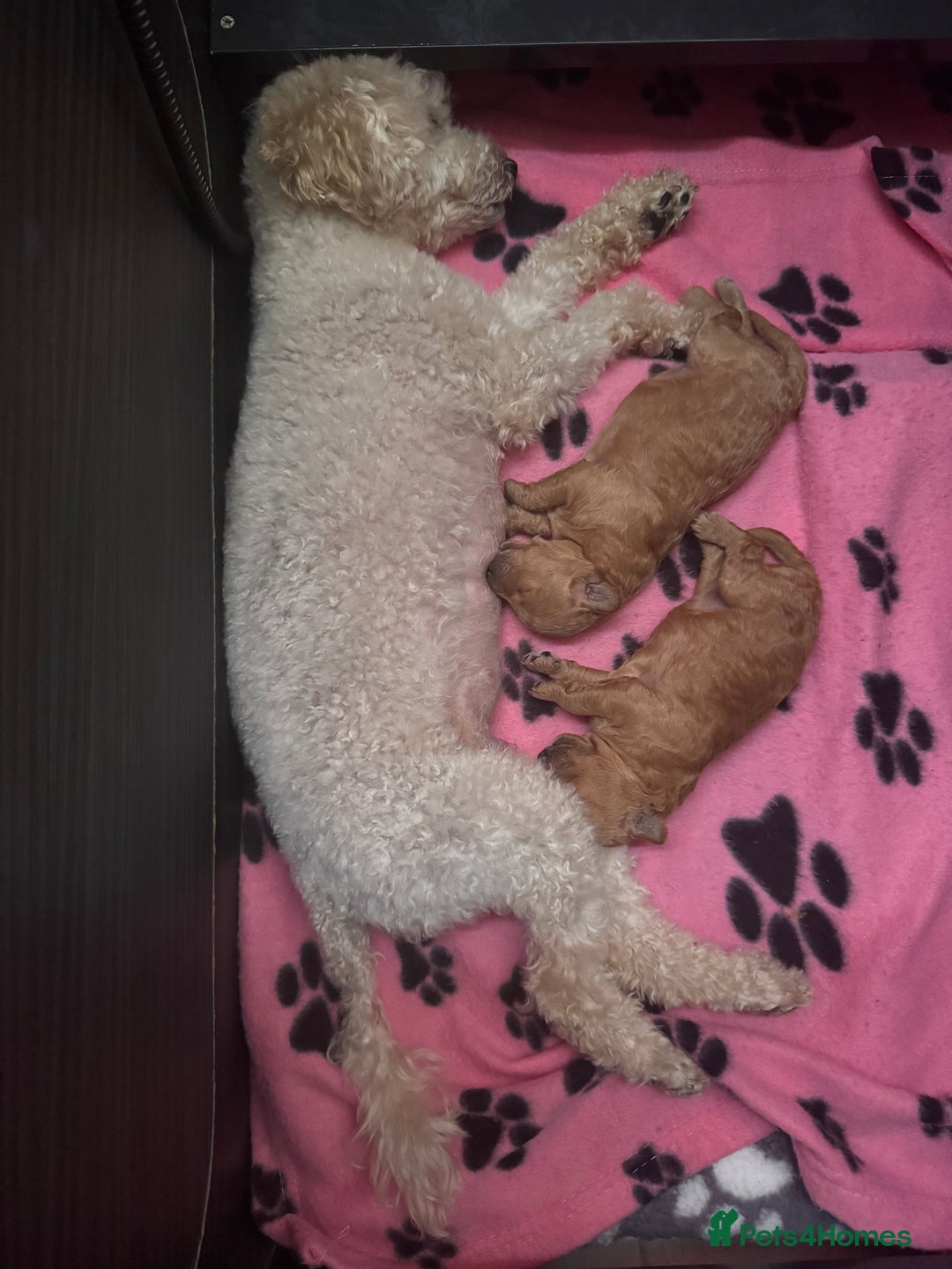 Toy Poodle dogs for sale: Last little girl toy poodle!!!! - Image 5