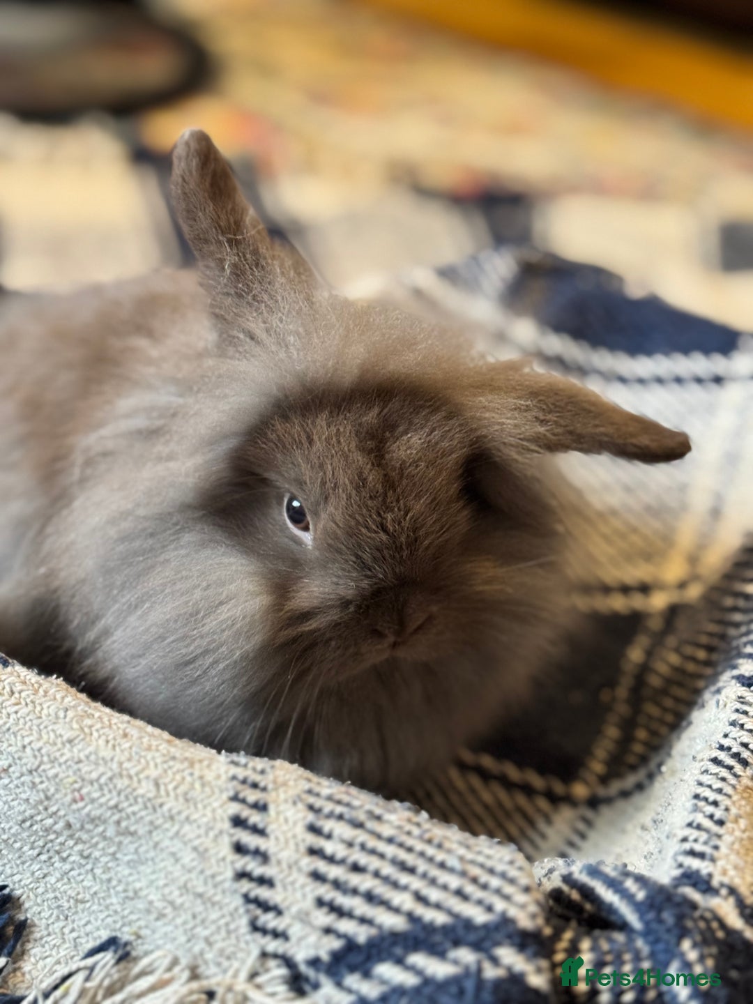 Mini Lion Lop rabbits for sale: One chocolate boy left! - Advert 4