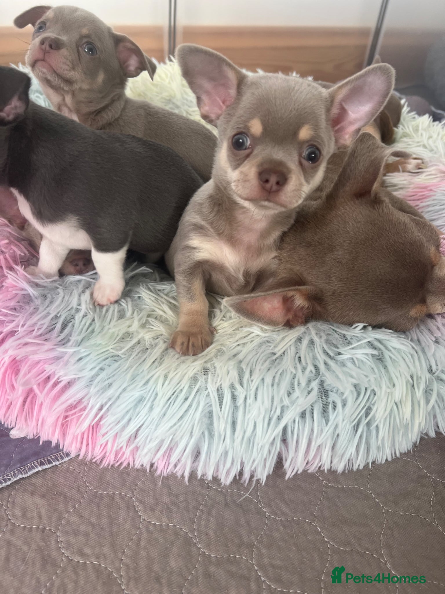 Chihuahua dogs Kc registered Lilac chihuahua pups  - Advert 19