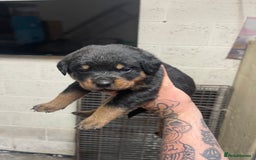 Rottweiler dogs for sale: Rottweiler/rotty puppies - Image 12