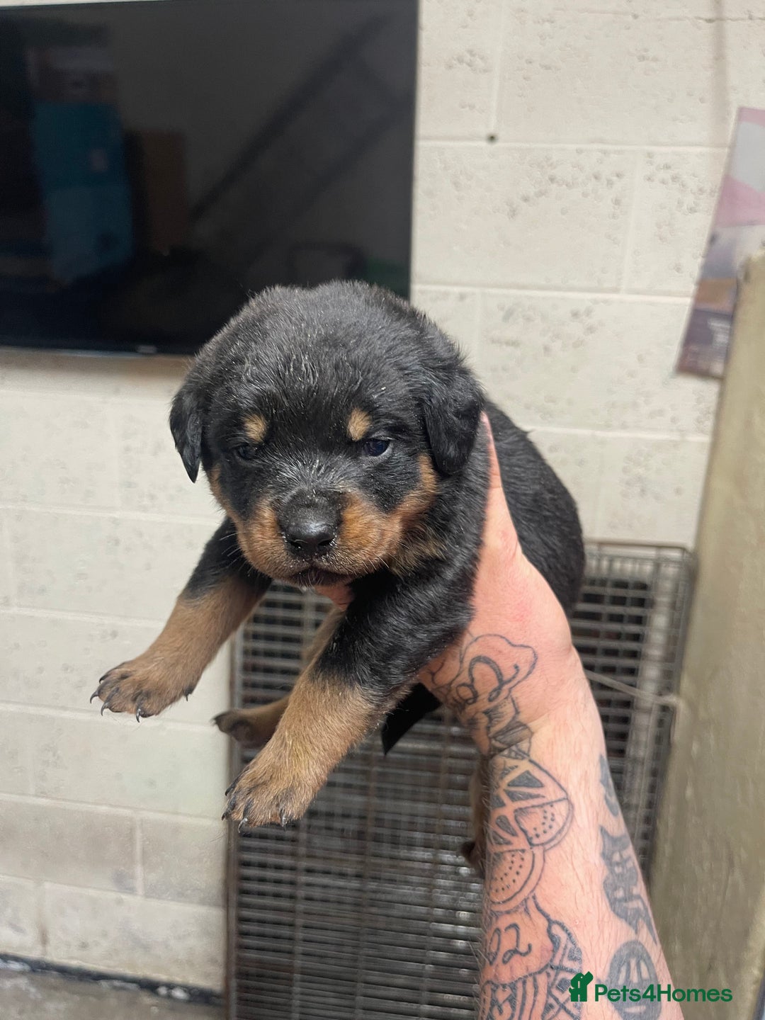 Rottweiler dogs for sale: Rottweiler/rotty puppies - Image 12