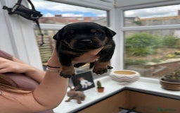 Mixed Breed dogs for sale: Beautiful Staffordshire Bull Terrier cross - Image 4