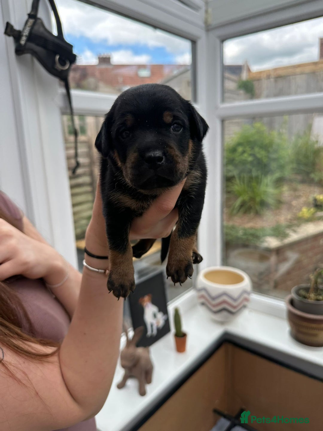Mixed Breed dogs for sale: Beautiful Staffordshire Bull Terrier cross - Image 4